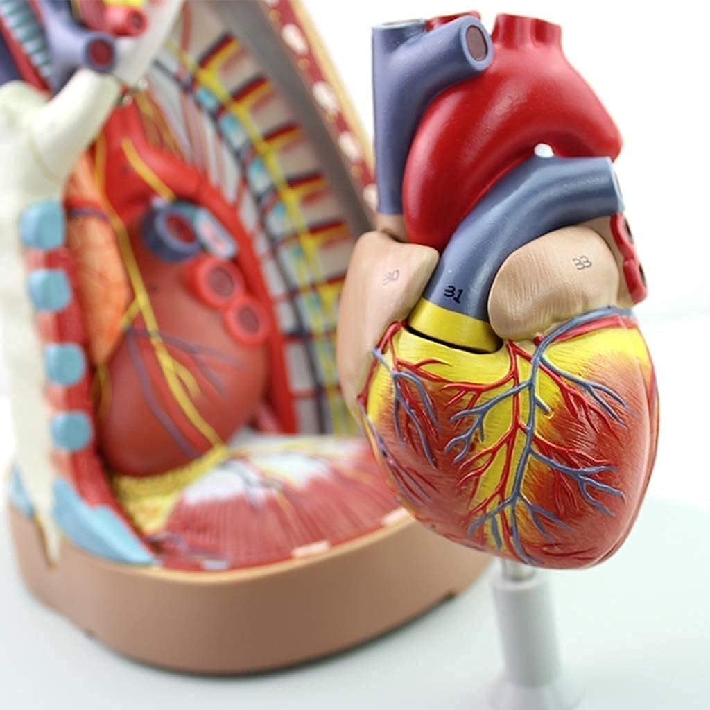 Naturalnej wielkości ludzki model śródpiersia, model anatomiczny serca z PVC mostek grasica i śródpiersie anatomia układu oddechowego model rekwizytów dydaktycznych
