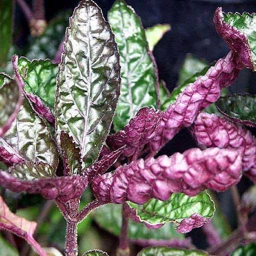 LITTLE JUNGLE Purple Waffle - Healthy Live Plant with White Pot | Best Air Purifying Plant | Indoor Plants for Living Room | Gifting Plants | Plants For Balcony Outdoor Home Décor & Office Desk (B0BR1MGX4G) Amazon Price History, Amazon Price Tracker