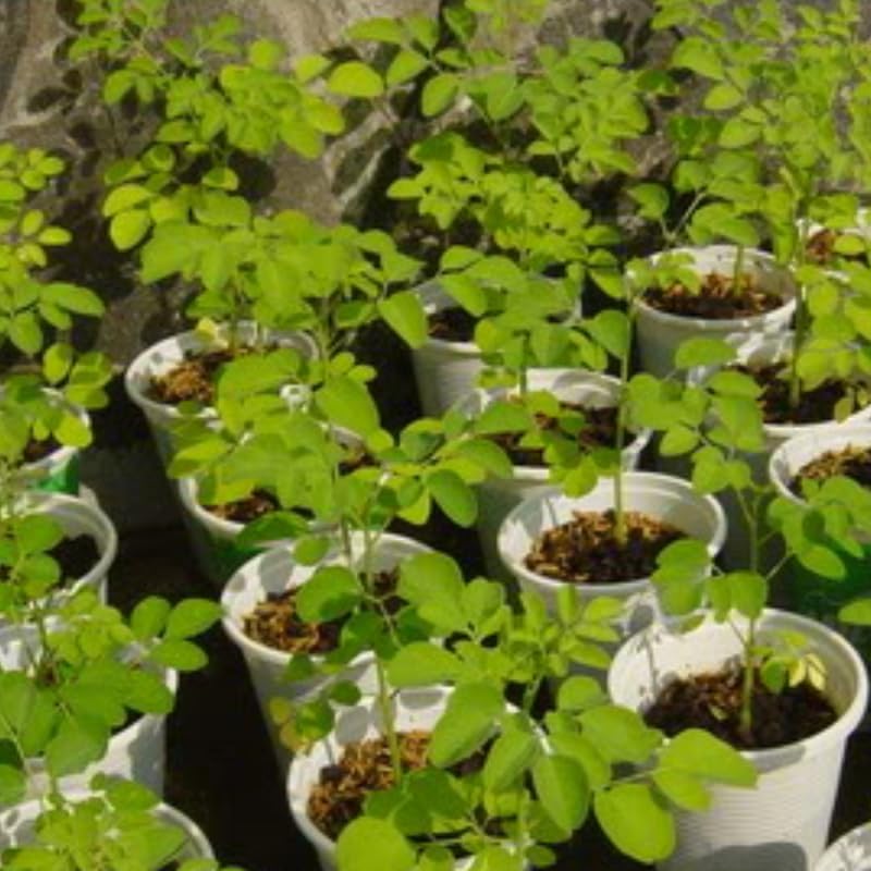 Miniatura 8 de Planta viva de árbol de Moringa, Malunggay 6 a 8 Inc plantas de moringa de altura vivas, árbol de rábano picante con baqueta, plantas de moringa de