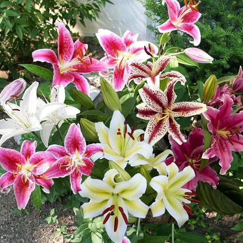 Summer Flowering Bulbs Collection Perennial Plant Now for Your Beautiful Garden (8 x Lilies Oriental Mixed)
