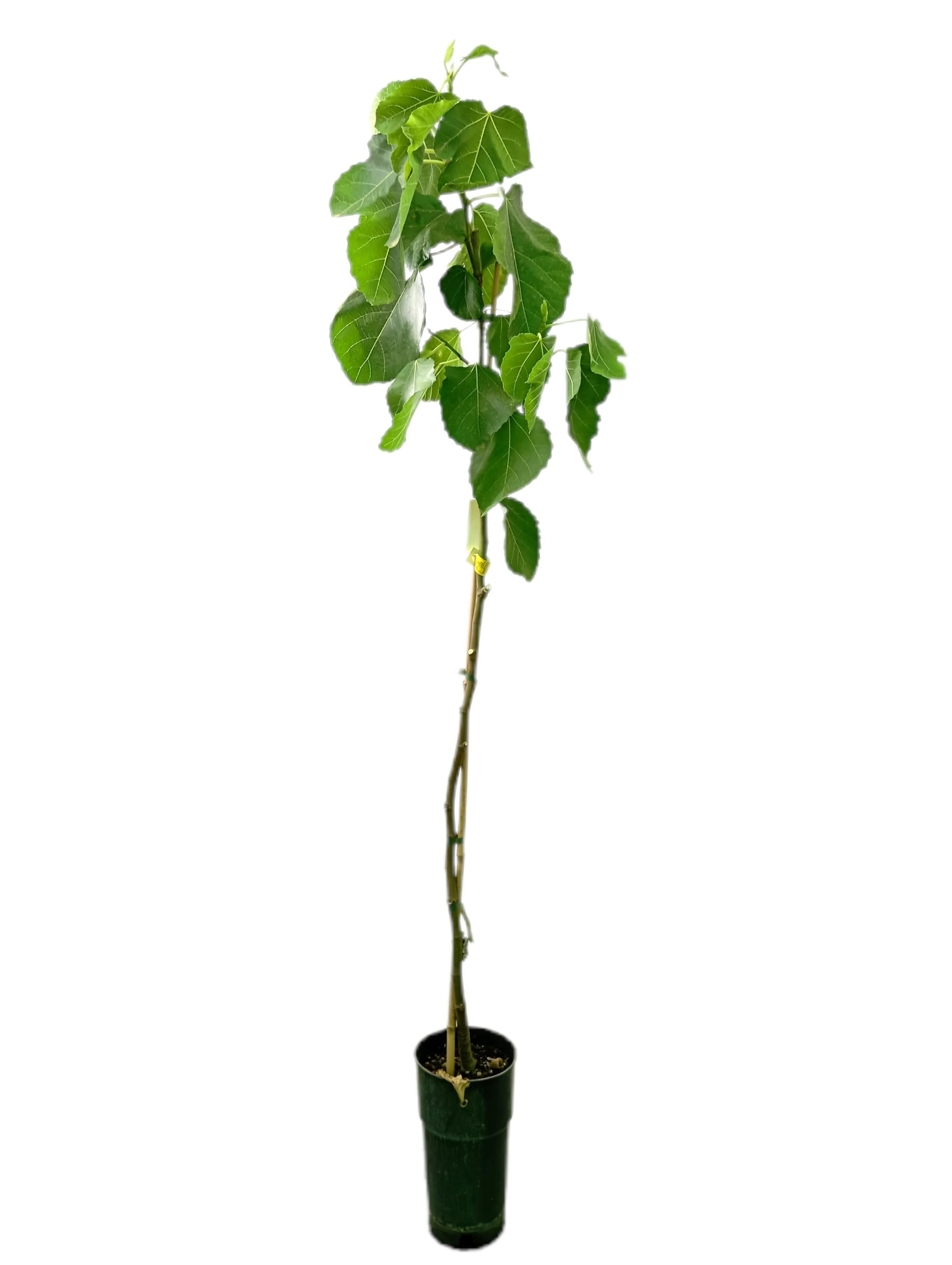 Garden Center Shop | Higuera Verdal M25 | Árbol Frutal Natural de Higo Verde | Variedad Resistente y de Bajo Mantenimiento | Planta Exterior para Huerto o Jardín
