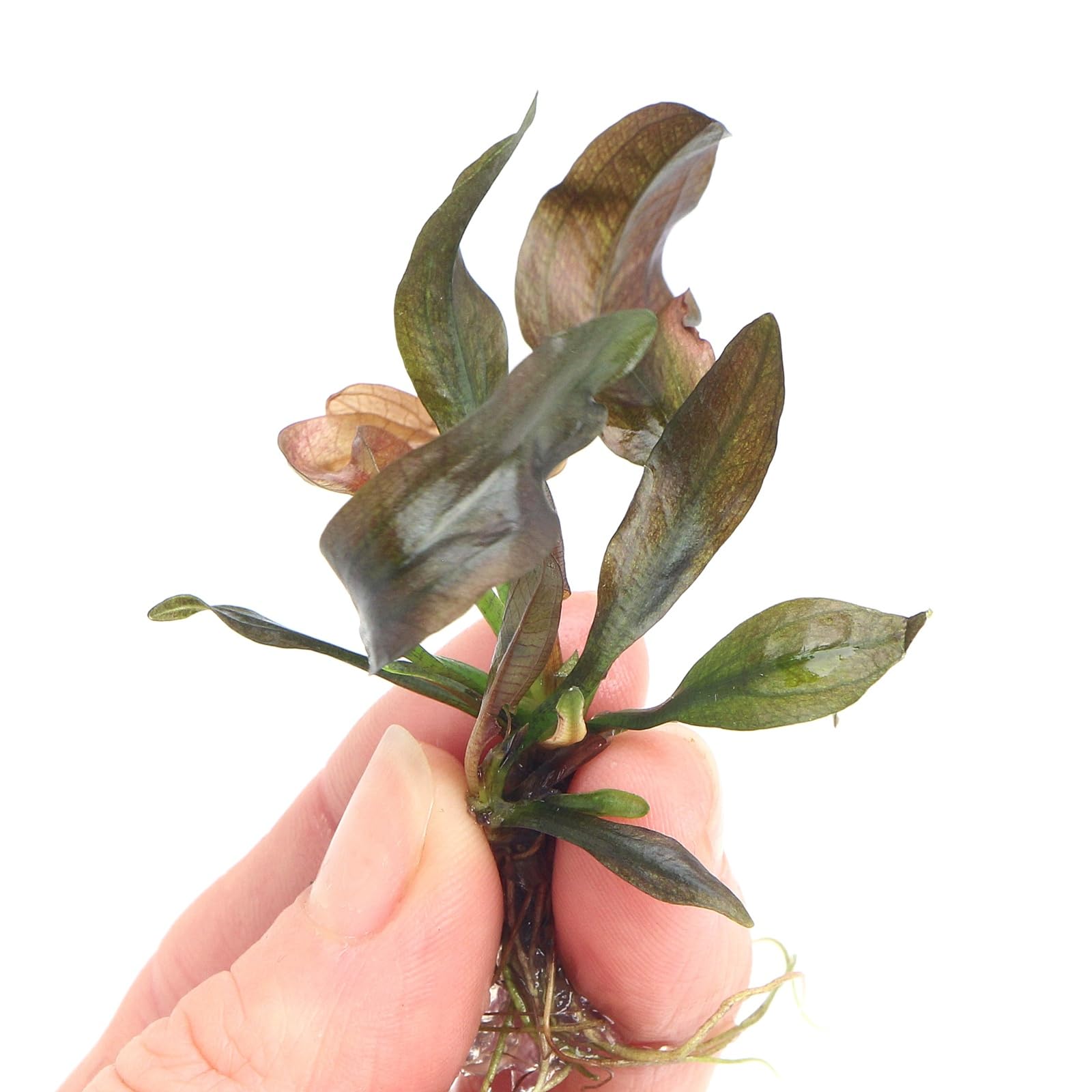 K2AQUA Echinodorus Rose in Vitro Live Aquarium Plant Broad Green Pink Red Leaves Easy Care Low Maintenance Foreground Midground Freshwater Tank Natural Decoration Shrimp Safe Beginner Friendly