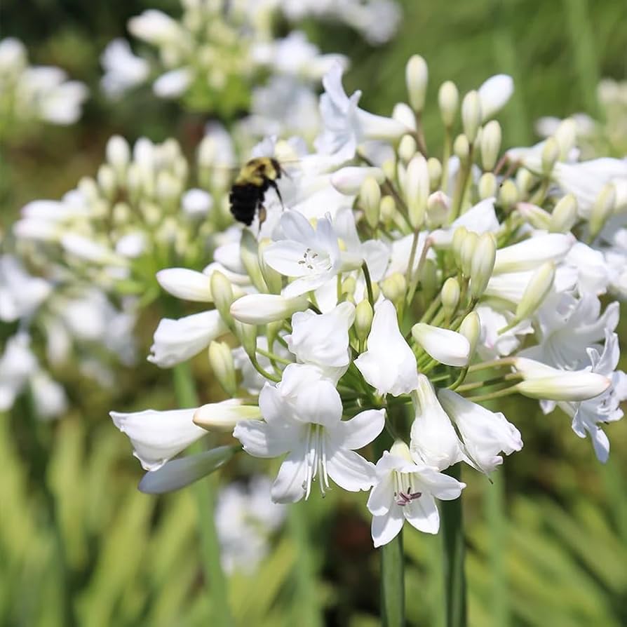 『ユイカ』 1st LIVE「Agapanthus」 National Plant Network 1 gal Agapanthus Live Perennial Plant