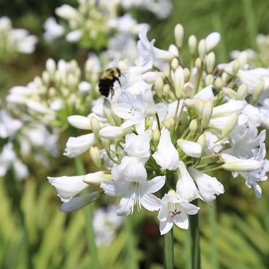 Amazon.com : Votaniki Agapanthus Galaxy White #1 Bare Root for