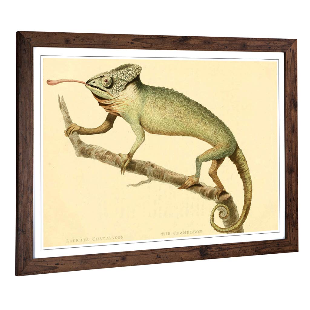 Big Box Art Framed Print of Vintage Edwards. S.T. Chameleon Design | Wall Art Picture | Home Decor for Kitchen, Living Room, Bedroom, Hallway, Walnut, A2 / 24.5x18 Inch / 62x45cm