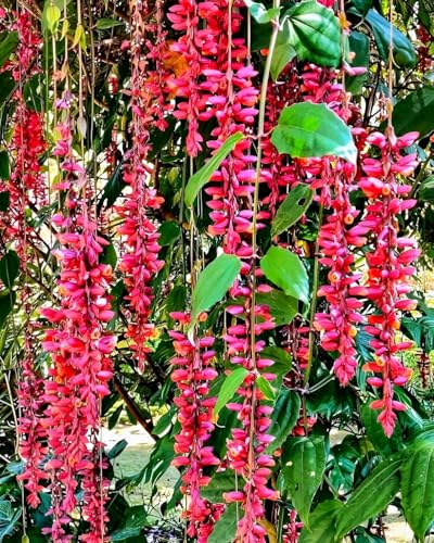 Image of Basor Lata Live Flowering Plant for Outdoor Garden Balcony Terrace | Fast Growing Vine with Seasonal Blooms | Healthy Plant for Vertical Gardening and Natural Green Landscaping.