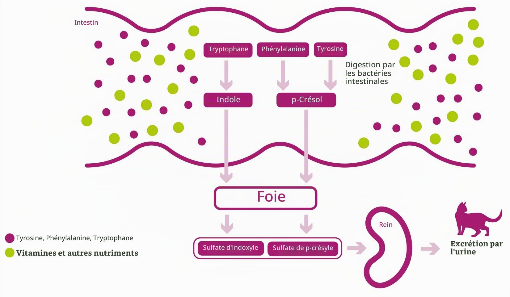 Porus One Complément Alimentaire pour Chats, 30 x 500 MG | Pour problèmes rénaux, Évite toxines urémiques aux reins