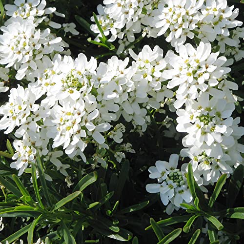 Candytuft Seeds Perennial Attracts Pollinators Deer & Rabbit Resistant Drought Tolerant Evergreen...