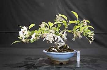 深山カイドウ 盆栽 小品盆栽：深山かいどう 現品*カイドウ Kaidou | すべての商品