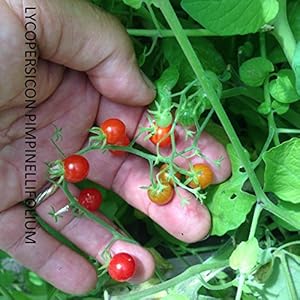 SEMI POMODORO LYCOPERSICON PIMPINELLIFOLIUM (POMODORO RIBES)
