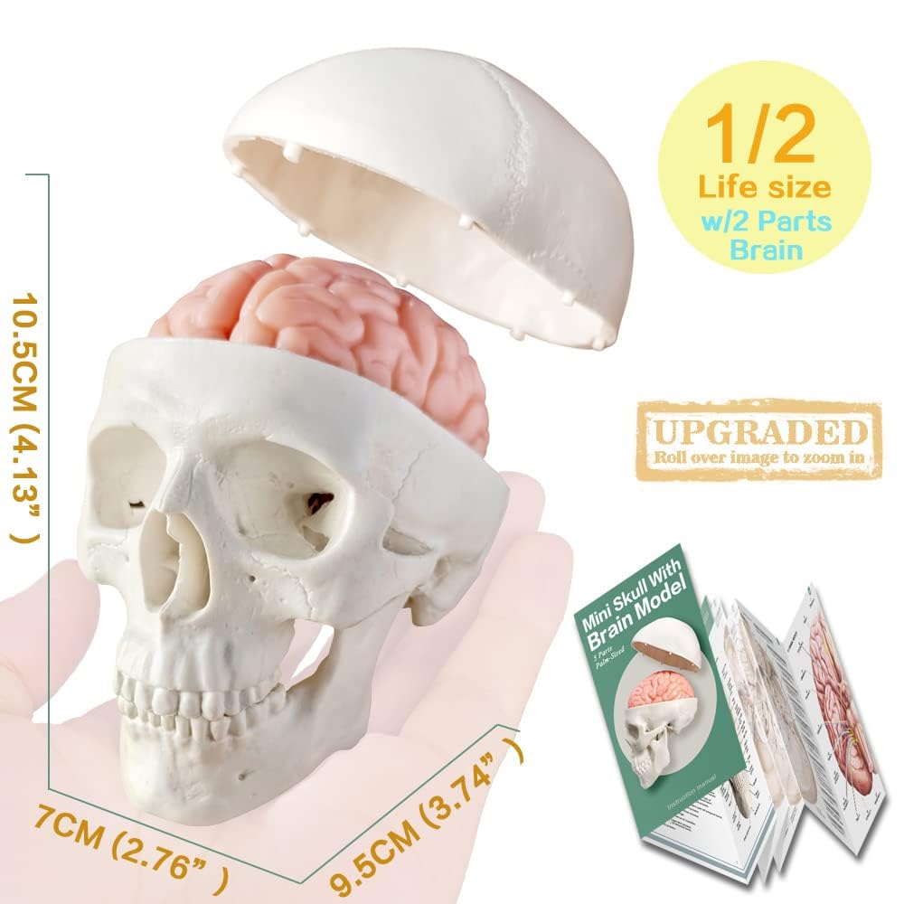 EVOTECH SCIENTIFIC Menschlicher Körper, Skelett, Herz, halbe Größe Schädel mit Gehirn-Anatomie-Modellen, bestes anatomisches Modell-Set, 4 handliche 3D-Modell-Studienwerkzeuge für Medizinstudenten