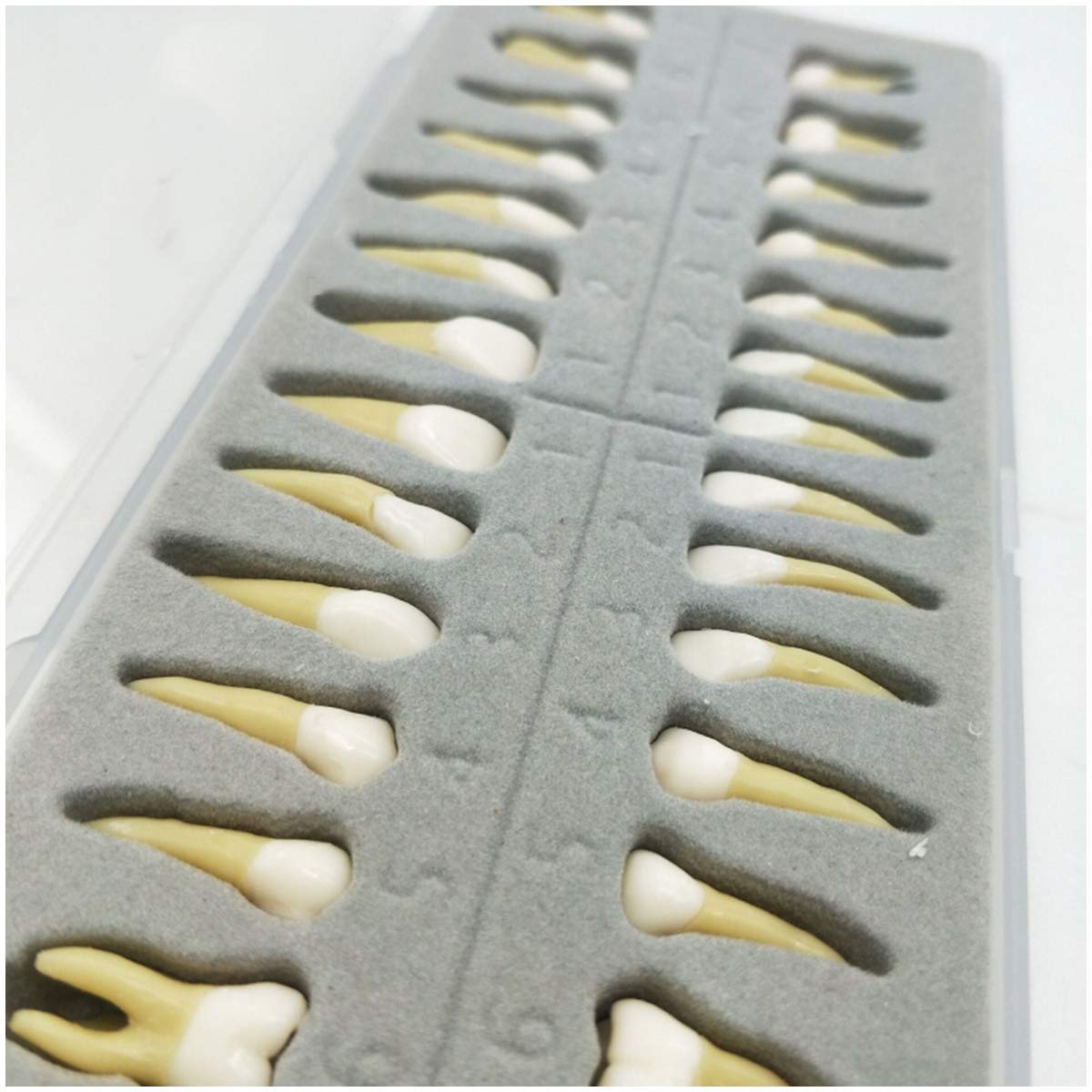 ERNZI Ensemble De 28 Pièces Modèle De Dents Permanentes Bicolores G Modèle Dentaire G Modèle De Dents Standard pour Adultes G pour Démonstration Modèle D'enseignement Médical, Matériel De Laboratoire