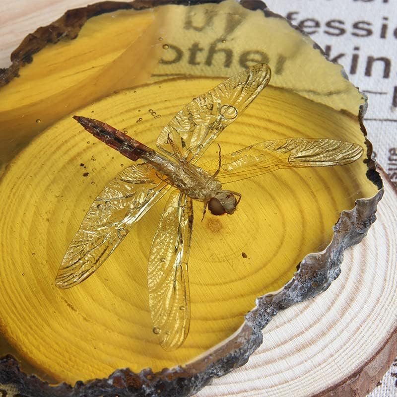 Miniatura 5 de 1 unids hermosa ámbar libélula fósil insectos pulido manual especímenes de insectos verdaderos