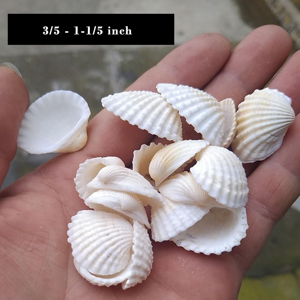 Amazon.com: Miraclekoo Small Tiny White Sea Shells Mini Clam Bulk