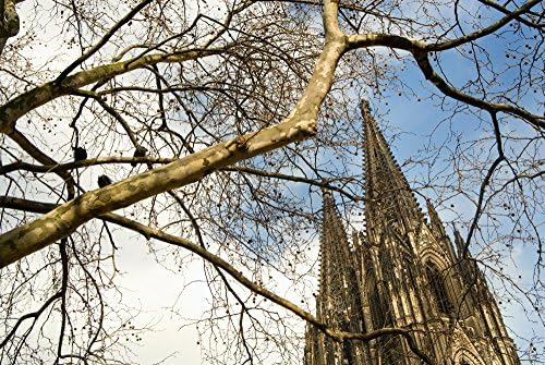 Posterazzi Cathedral (Kolner Dom) Through Tree Branches Cologne Germany Poster Print, (18 x 12) image 2