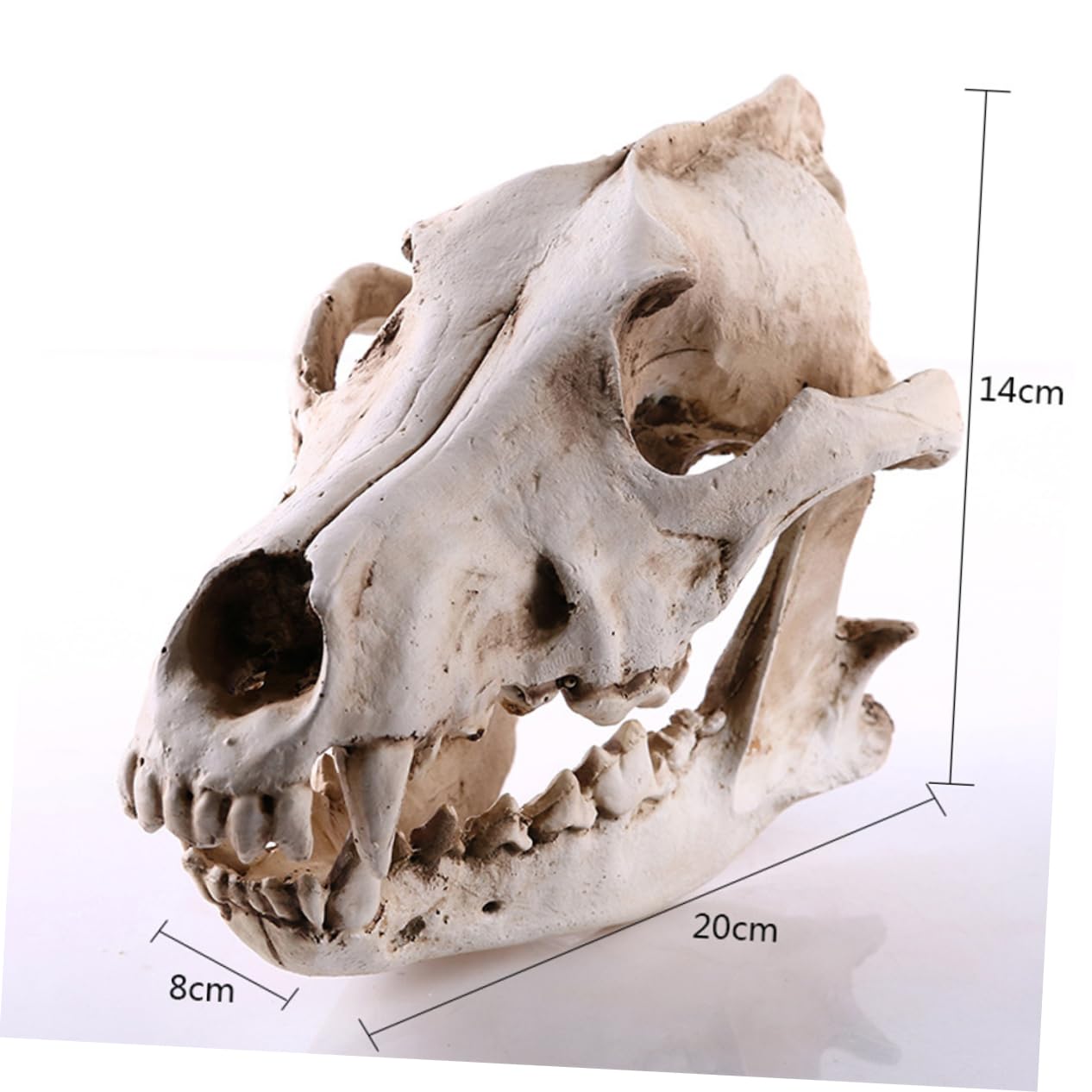 PRETYZOOM Bärenschädel 2st Schädelkopfmodell Aus Harz Home Decor Wohnungseinrichtung Ideas Geschenkeidee Hochstihl Skelett Figur Heim Tiere Wolf Replik Skelett Nachbildung Einer Skelettfigur
