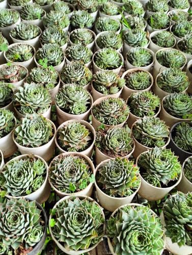 Image of Bigreen Pack of 2 Vishnu Kamal and Laxmi Kamal Succulent Plants with Pots Elegant Indoor and Outdoor Decoration