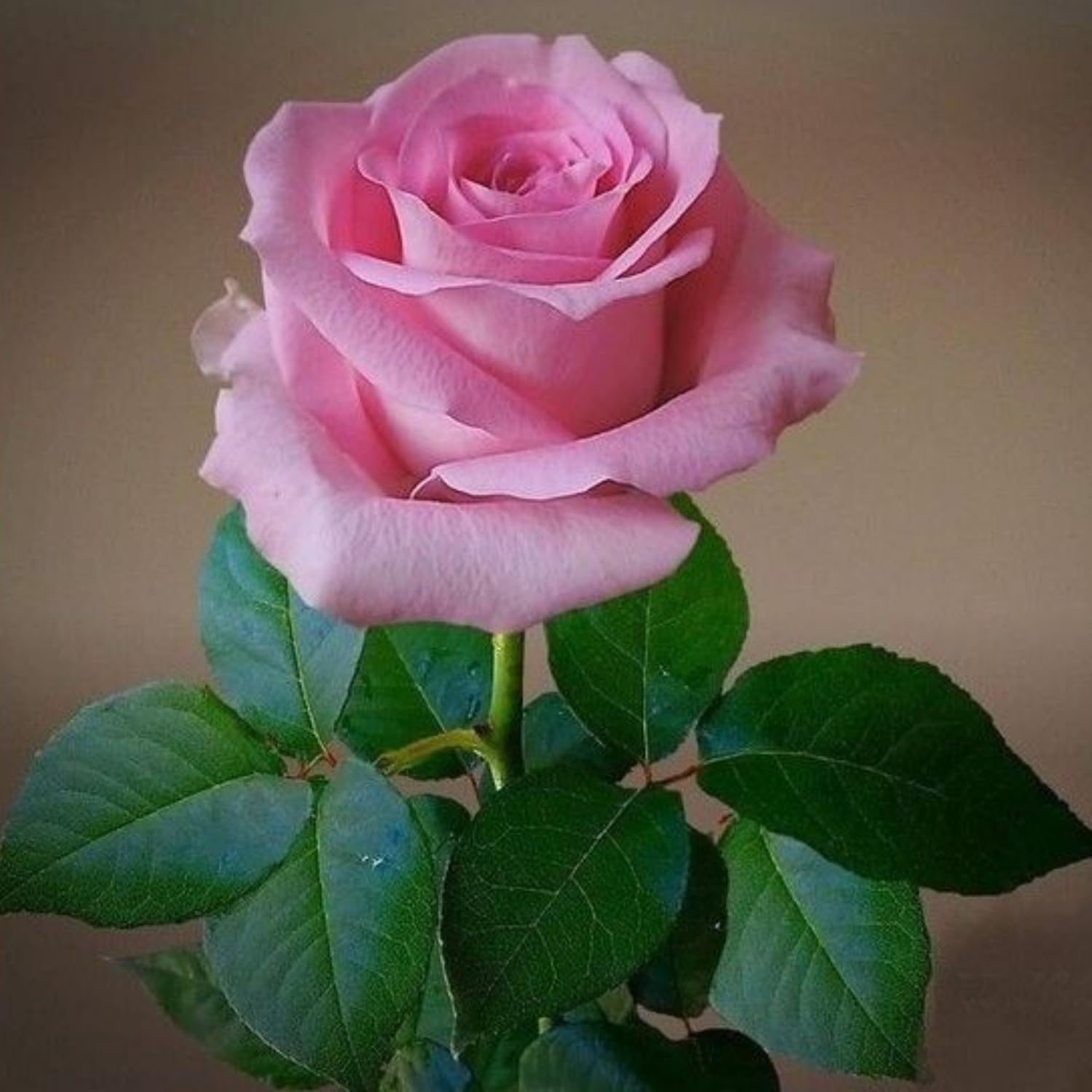 Hug A Plant | Pink Rose (Rosa meldomonac.) Flowering/Ornamental Live Plant (Home & Garden) (B0C8YRM3BL) Amazon Price History, Amazon Price Tracker