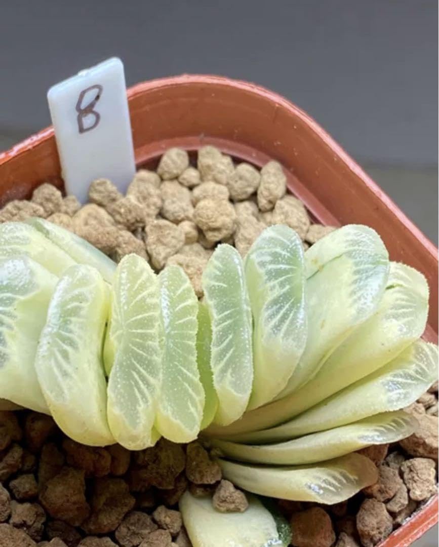 10e 多肉植物　ハオルチア　白瓷玉扇錦糊斑　自家繁殖　鉢植え発送 Amazon.co.jp: 多肉植物 ハオルチア 玉扇錦 糊斑 抜き苗発送 : ホビー