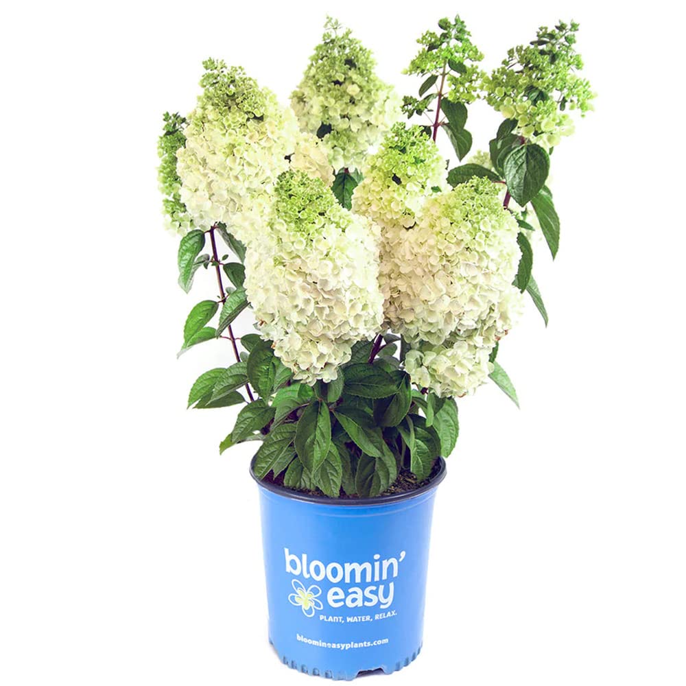 Moonrock Paniculata Hydrangea