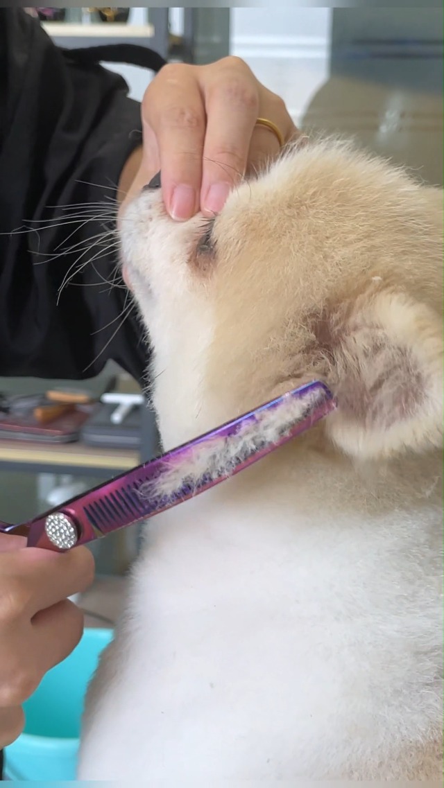 ARTERO  ブレンダー　7.5インチ　トリミング Amazon.com: Professional Curved Thinning Shears Dog Grooming