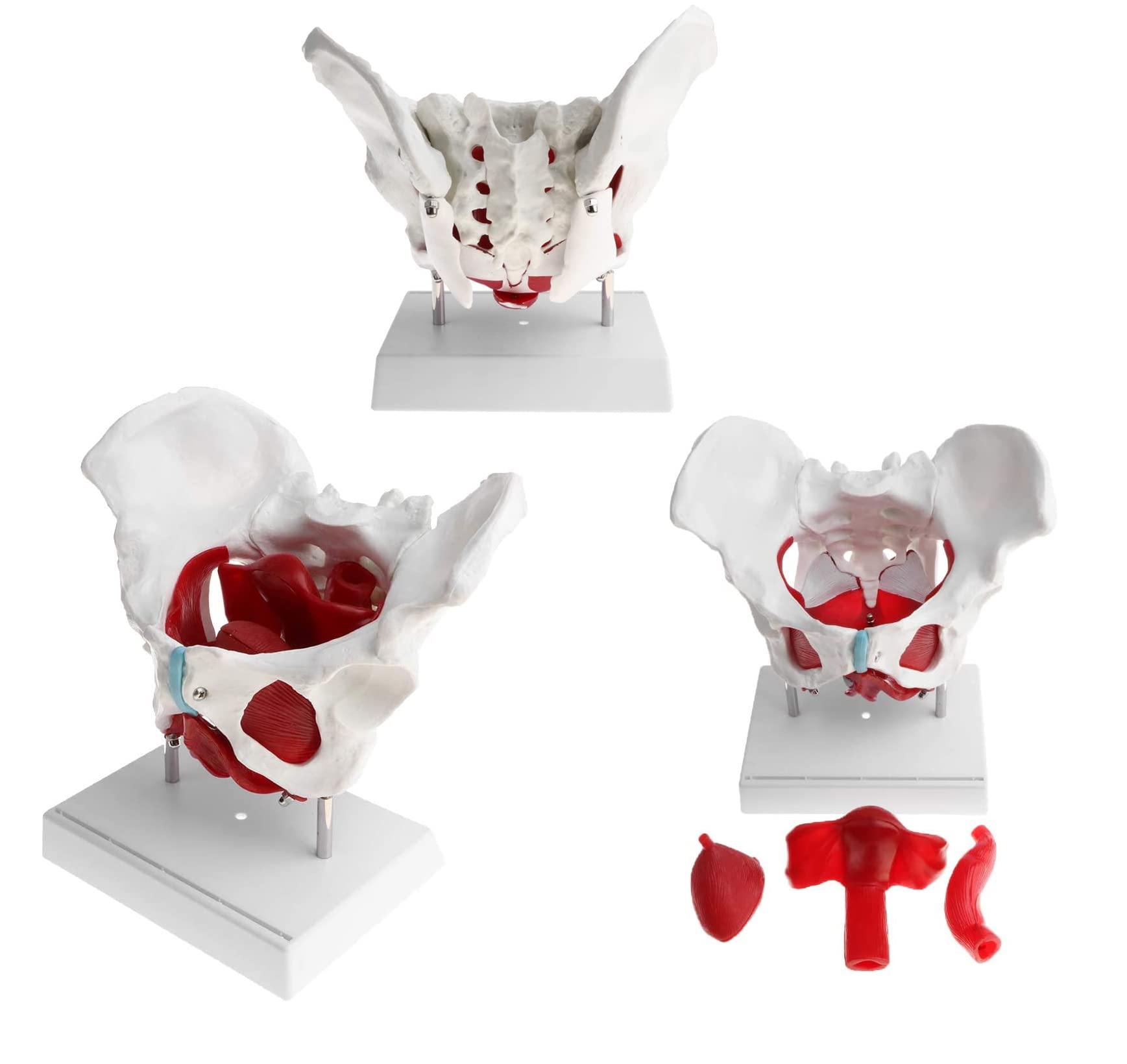 Uigjiog Female Pelvis Muscles Model Life Size Female Pelvis Model ...