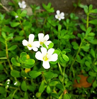 Greenwise Brahmi Herbal & Medicinal Plant (15-20 Live Strings) | Bacopa Monnieri | Ayurvedic Plant with Pot | Non-Aromat