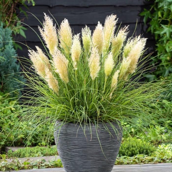 Amazon.co.jp: 土っ子倶楽部 ミニパンパスグラス タイニーパンパ 15cm