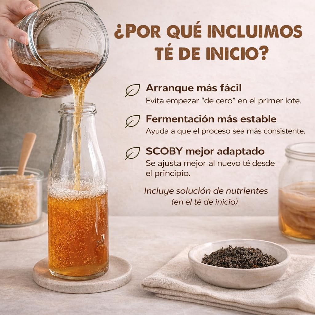 Pack 2X Disco SCOBY Kombucha Fresco + Instrucciones + Recetas + Ayuda y Asesoramiento en español - OH MY KÉFIR