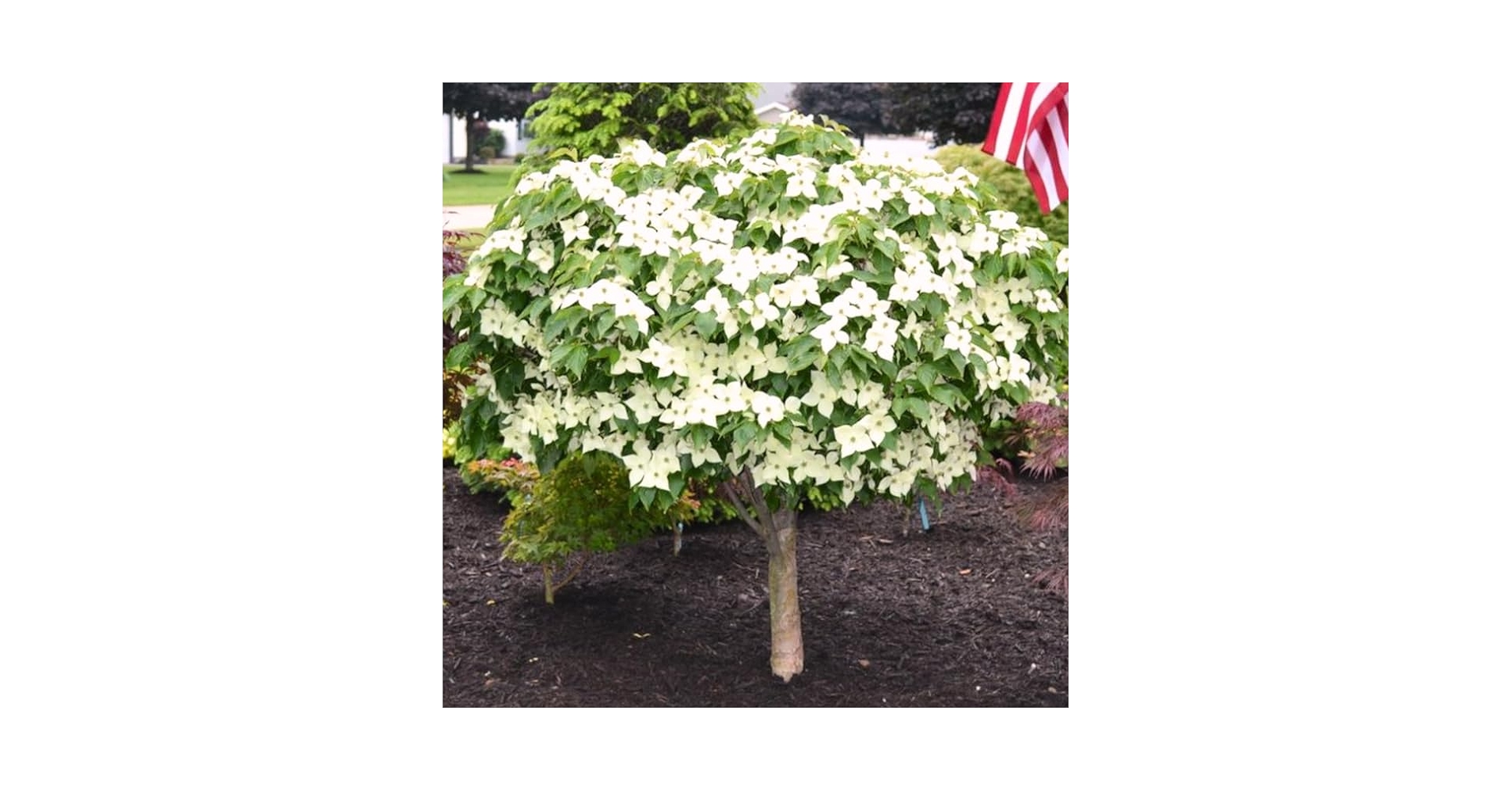 Amazon.com: 10-18 英吋(約25.4-45.7 公分)Kousa 白色山茱萸樹