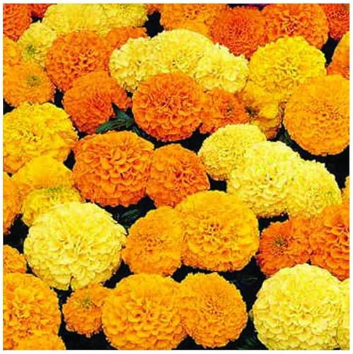 Miniatura 5 de Park Seed Big Duck semillas de caléndula amarilla, produce más flores durante más tiempo que la mayoría de caléndulas, paquete de 25 semillas