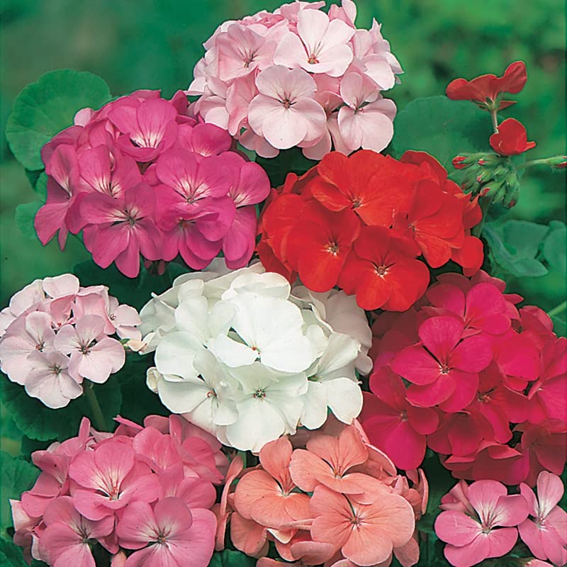 M-Tech Gardens Rare Geranium " Mixed F2 " Exotic 20 Seeds for Growing (B0BPBLYRHM) Amazon Price History, Amazon Price Tracker