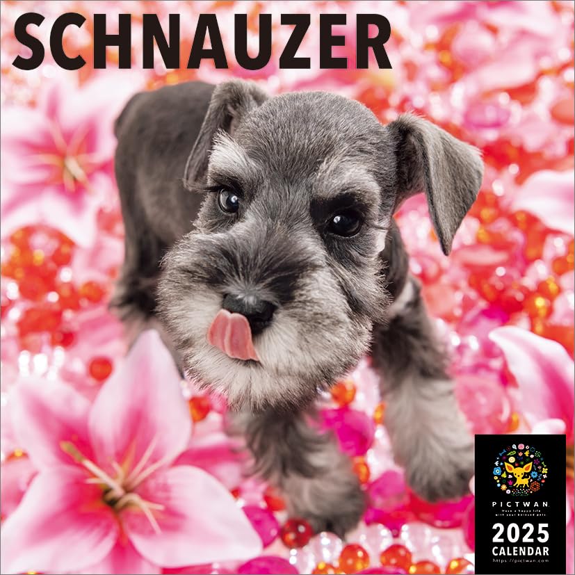 Amazon.co.jp: ミニチュアシュナウザー カレンダー ピクトワン 2025年