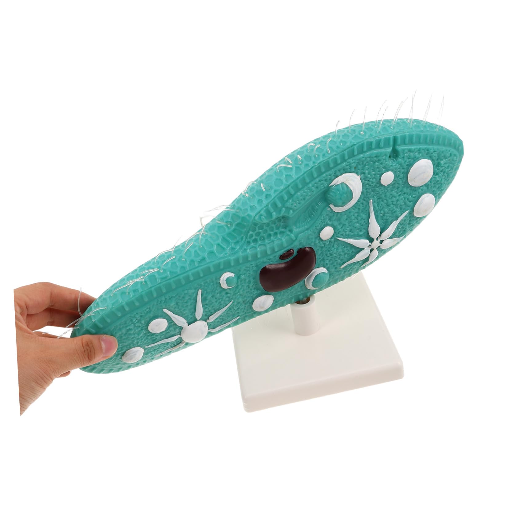 Hohopeti PVC Pantoffeltierchen Modell mit Ständer und Detailliertem Ziliendesign Mikroskopisches Organismenmodell für Biologieunterricht und Experimente im Klassenzimmer