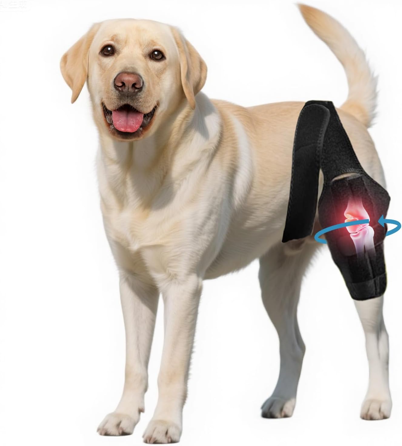 Dog Knee Brace for Torn Acl Hind Leg - Adjustable Stabilizing Support for Ccl Injury, Luxating Patella, Hind Leg Pain & Arthritis - Rear Leg Limp Support (M)