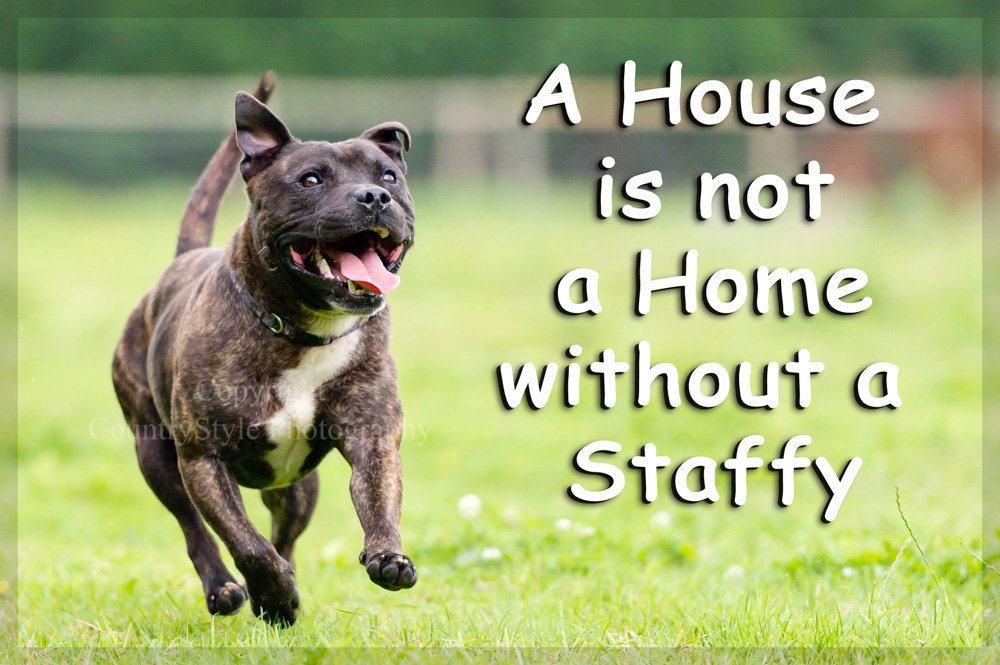 Staffordshire Bull Terrier Staffy Jumbo Fridge Magnet - A House is not A Home Gift