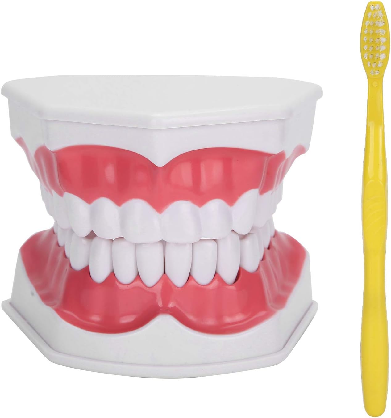 Teeth Gums Demonstration Tool Standard Tooth Prosthesis for Dentist for Teaching