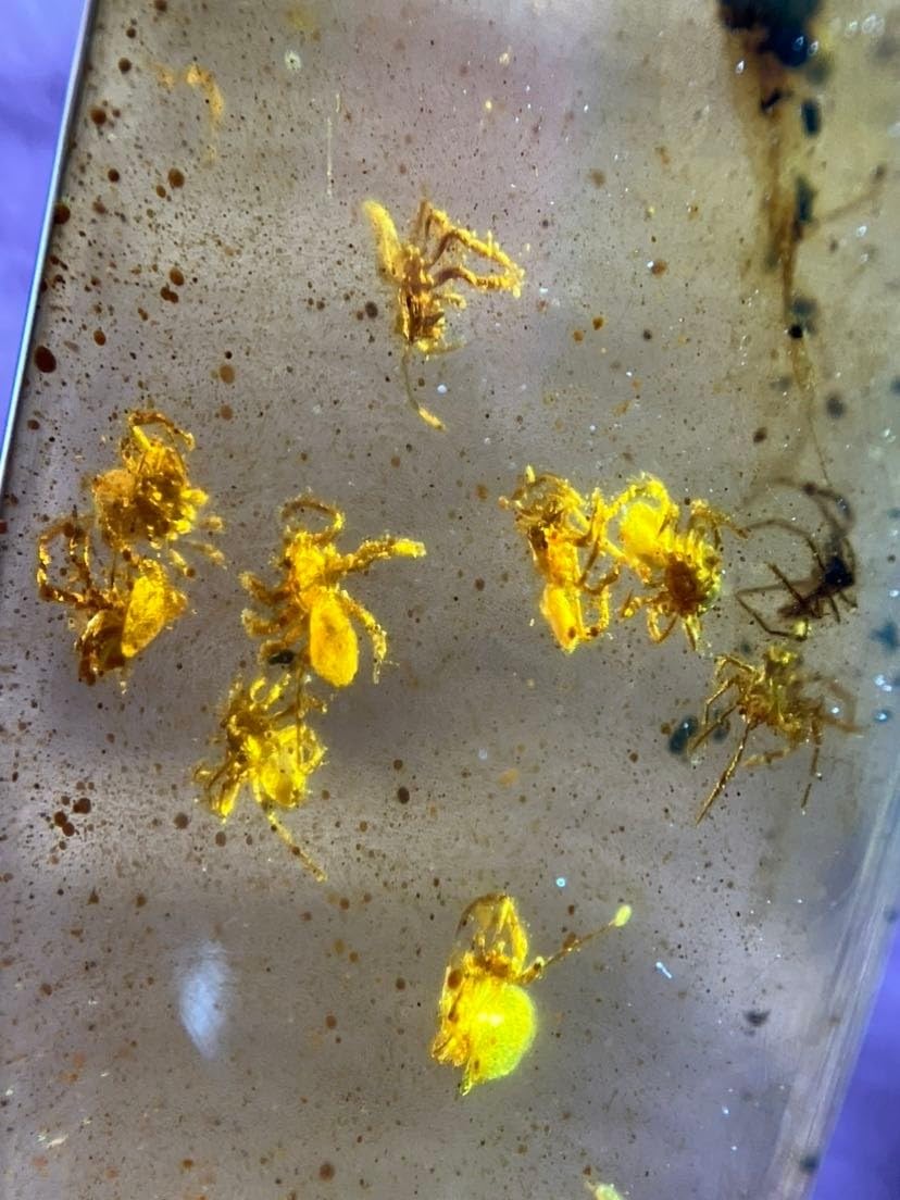 Burmese burmite Cretaceous A nest of Spiders Insect Fossil Amber Myanmar