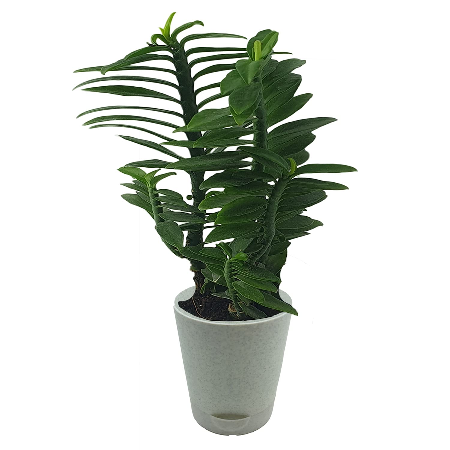 SMZ Brandlines Devils backbone zigzag Evergreen Plant for indoor air purifying plant with self watering pot (Grey)