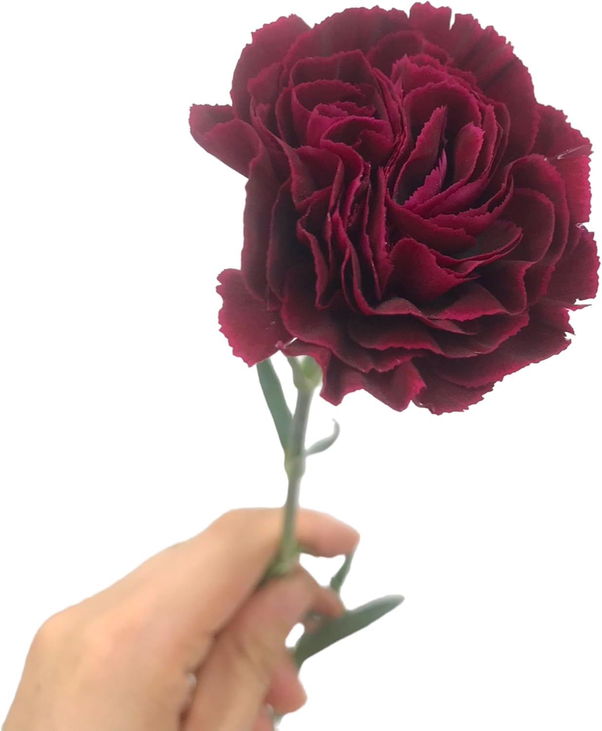 Fresh Dark Red Carnations 39 Stems Hydroponic Flower Arrangement Gifts for home decoration birthdays anniversaries healing, sympathy friendship and love