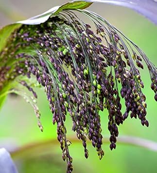 Violet Panic Grass 700 seeds + Freebie + Plant tag Panicul Violaceum ornamental grass