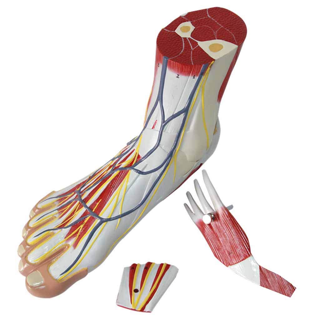 Sjdopulse Foot Anatomical Model With Main Vascular Nerve - Medical Anatomical Foot Model - For Study Display Teaching Medical Model
