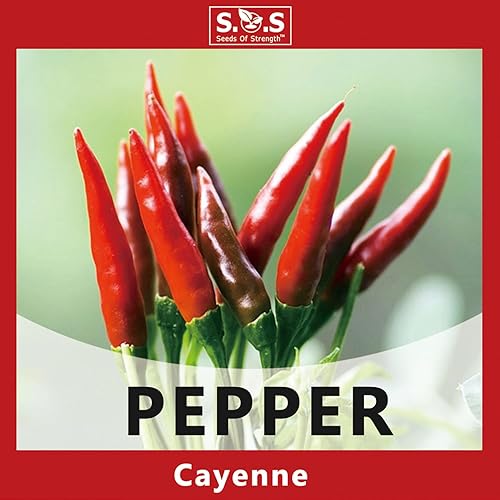 Miniatura 3 de Semillas de pimiento picante para plantar, paquete de 5 variedades, semillas de pimiento Anaheim, rojo, naranja, amarillo, morado, semillas