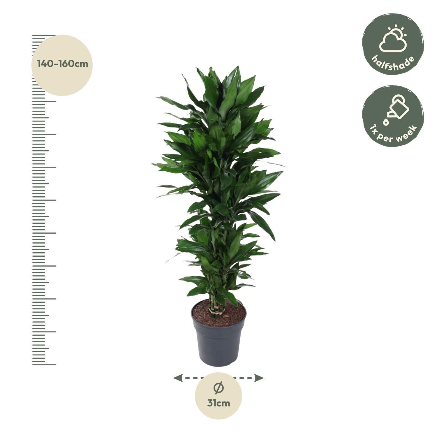 Dracena rozgałęziona Janet Lind, Roślina pokojowa, zielony, 120 cm, ø27 cm