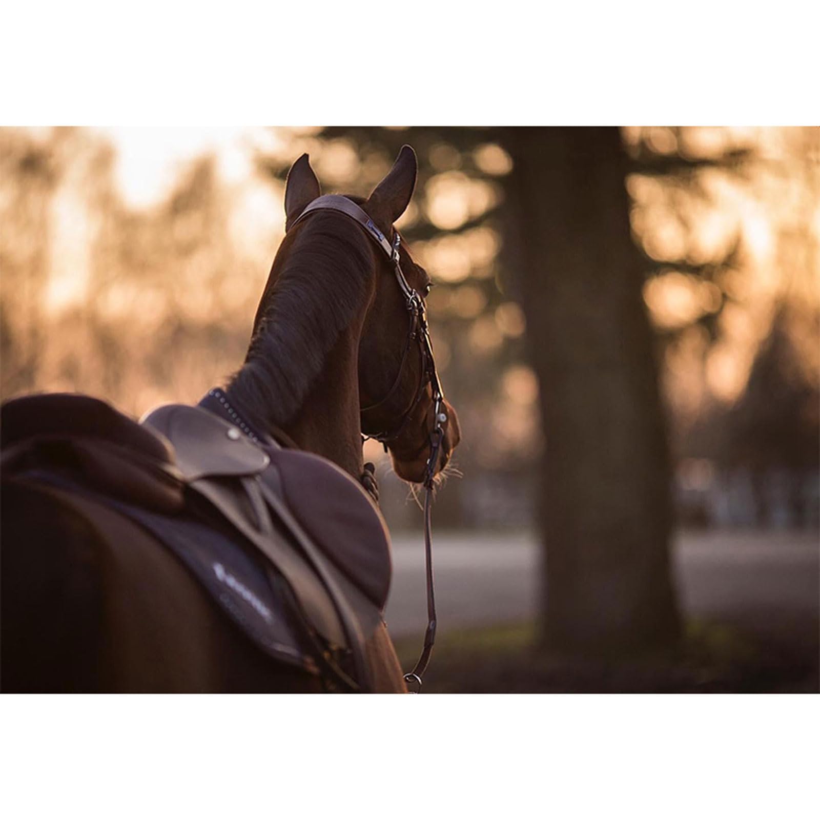 Cabestro para Caballos,Horse Halter Brida con riendas,Caballo Ajustable Halter,Ajustable en Nariz y Cuello,Diseño Seguro,para Viajes espectáculos competiciones y Uso Diario