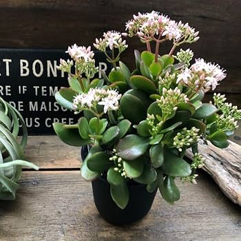 【18年物!!】多肉植物　金のなる木 楽天市場】【金のなる木 4号】☆ 花月 成金草 冨 幸運を招く