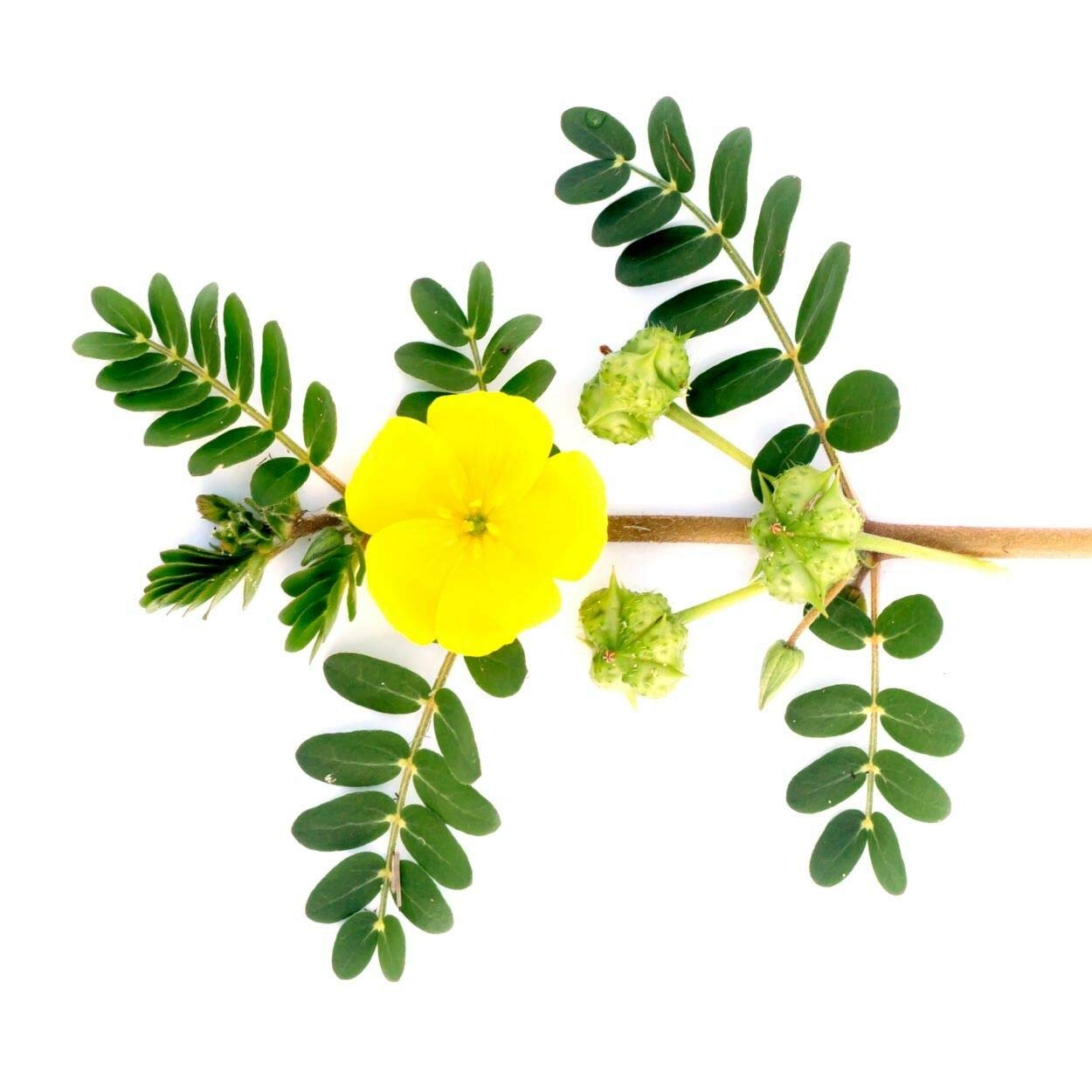 Tribulus Max | Extracto líquido natural de 100 ml (suministro de 33 días) | Tribulus Terrestris | Adecuado para vegetarianos, veganos por Cvetita Herbal (100 ml)