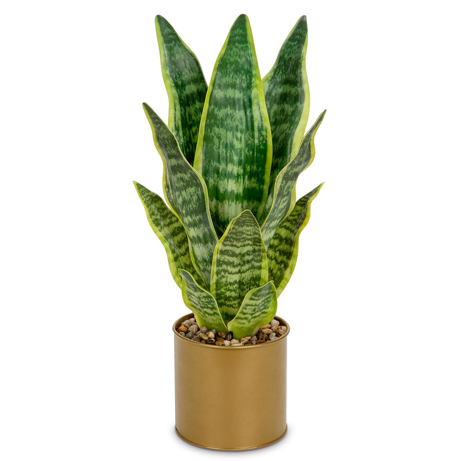 black cherry philodendron care Philodendron Black cherry pink princess starter plant **(ALL plants require  you to purchase ANY 2 plants!)** main image 0