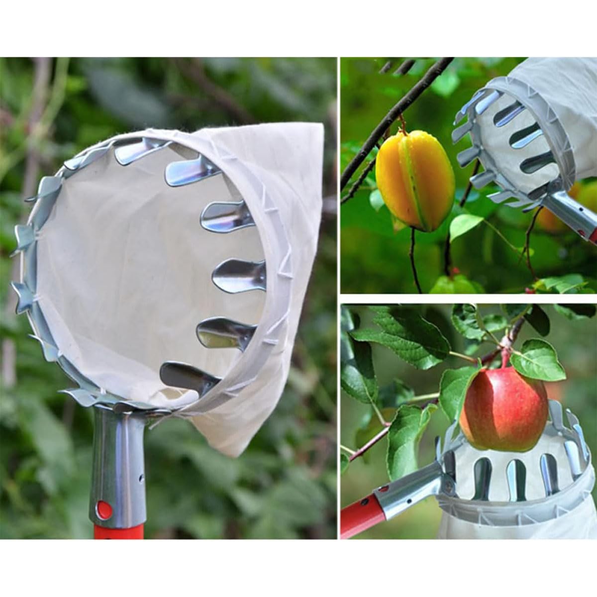 LekLai Raccoglitrice Di Frutta, Strumento Raccoglitrice Di Frutta, Raccoglitrice Di Frutta con Asta Telescopica in Alluminio Leggero e Cestino, Raccoglitrice Di Frutta Facile da Montare,1/3
