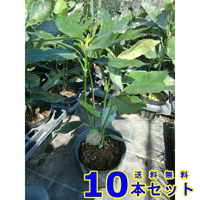 Amazon.co.jp: [10本 セット] クロアオキ (アオキ) 15.0p 10本 樹高
